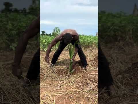 Who Lied To You That Corporate Staff Aren’t Allowed to Farm??